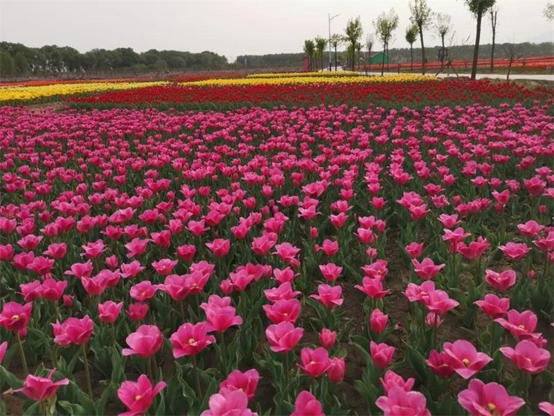 Tulips