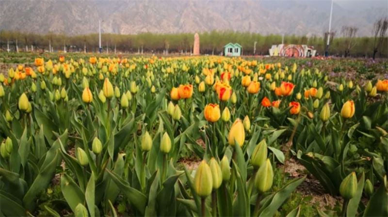Colorful earth invites you to enjoy the tulip sea
