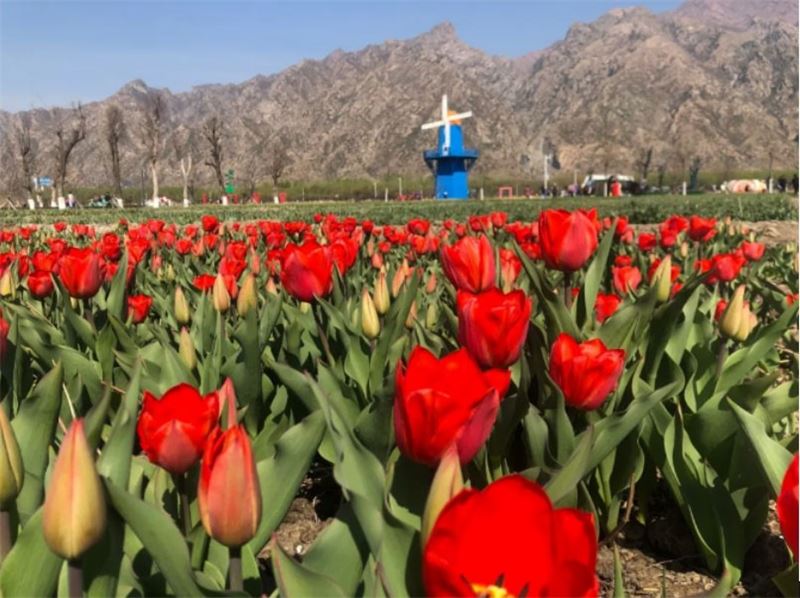 The colorful land opened its garden today, and millions of tulip flowers amazed the earth and the Mochuan!