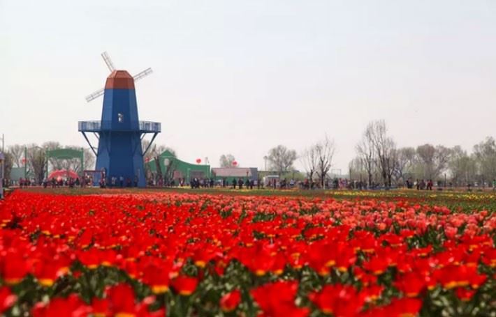 關注百萬株郁金香第三年“盛裝登場”，與七彩大地赴一場春天的約會！